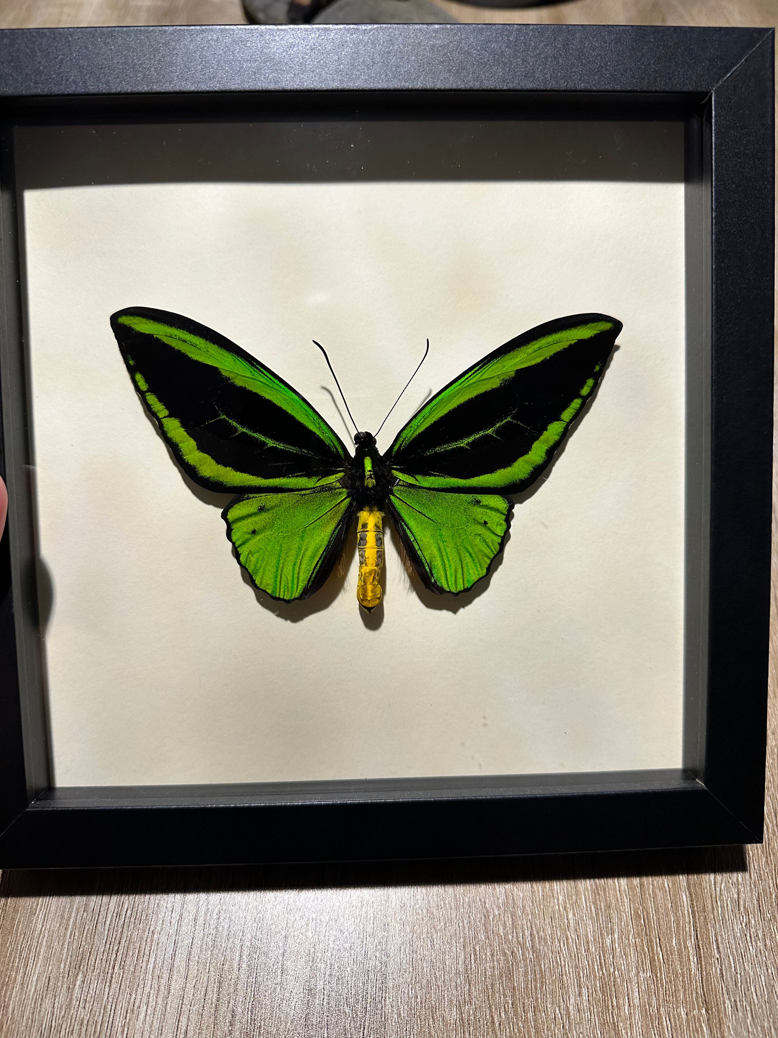 ORnithoptera Piramius framed real Butterfly hot ONLY UK